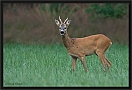 ree _MG_0645
